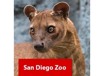 San Diego Zoo Park - 1 dia